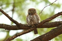 Glaucidium perlatum