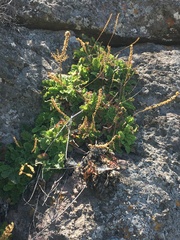 Francoa appendiculata