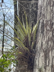 Tillandsia
