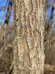 Cercis canadensis
