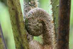 Cyathea arborea