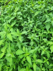 Isoglossa woodii