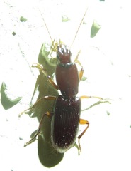 Stenomorphus