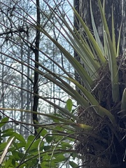Tillandsia
