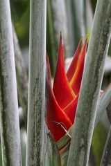 Heliconia caribaea