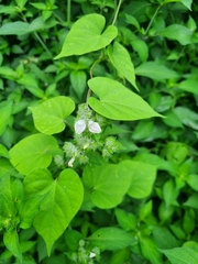 Isoglossa woodii