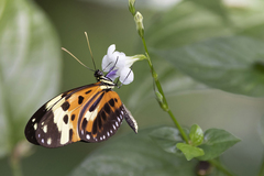 Heliconius numata