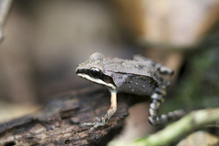 Leptodactylus albilabris