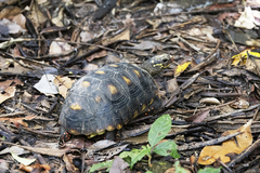 Chelonoidis carbonarius