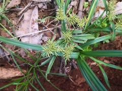 Cyperus cyperoides