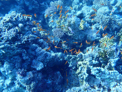 Gymnothorax javanicus