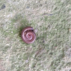 Trigoniulus corallinus