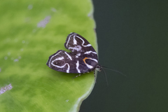 Hemerophila albertiana