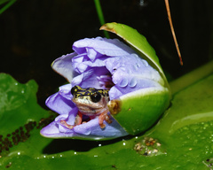 Hyperolius marmoratus marmoratus