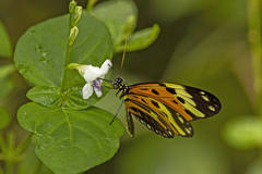 Heliconius numata