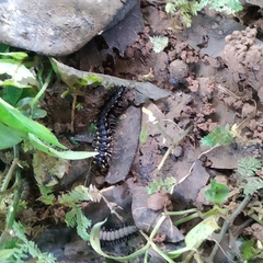 Asiomorpha coarctata