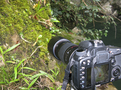 Lepanthes rupestris