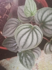 Peperomia argyreia