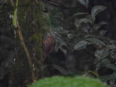 Premnoplex brunnescens