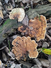 Coriolopsis gallica