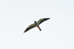 Falco amurensis