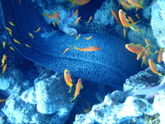 Gymnothorax javanicus