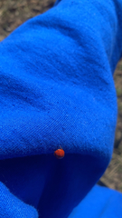 Coccinellini