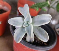 Graptopetalum