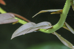 Marcgravia rectiflora