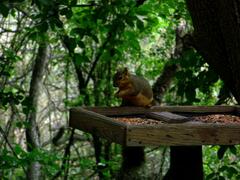 Sciurus niger limitis