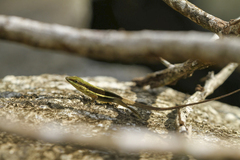 Anolis krugi