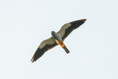 Falco amurensis
