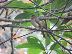 Leptopogon rufipectus