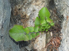 Hyoseris radiata