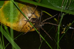 Nilus radiatolineatus