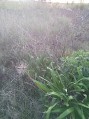 Agapanthus praecox