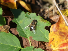 Eristalis tenax