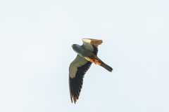 Falco amurensis
