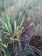 Agapanthus praecox