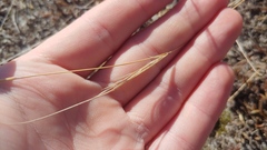 Aristida dichotoma