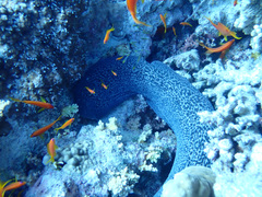 Gymnothorax javanicus