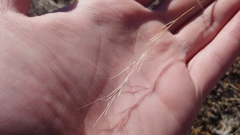 Aristida dichotoma