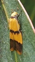 Heteroteucha translatella