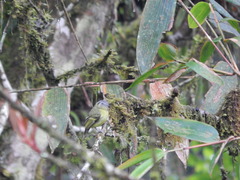 Pogonotriccus ophthalmicus