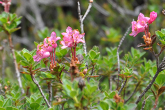 Rhododendron hirsutum