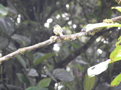 Pogonotriccus ophthalmicus