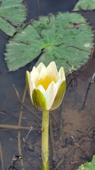 Nymphaea candida