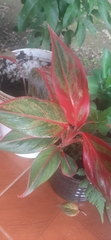 Aglaonema commutatum