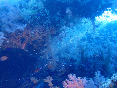 Dendronephthya hemprichi