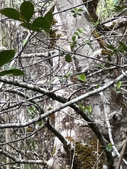 Chasiempis sclateri